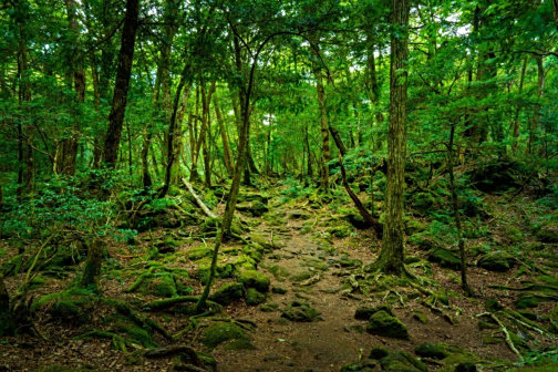 青木原树海
